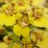 Oncidium