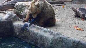 video youtube medved reši vrano