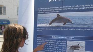 Dan delfinov v Piranu