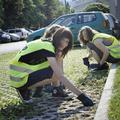 Takole dijaki in študentje, med drugim, čistijo okolico Velenja. (Foto: Gregor K