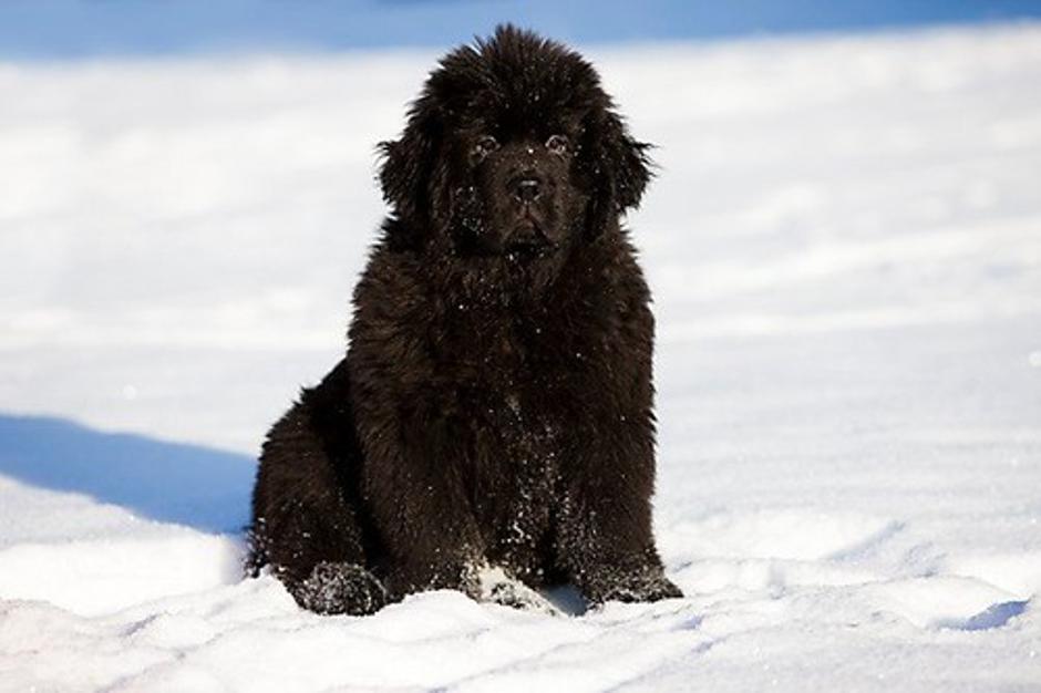 Pes | Avtor: Profimedias