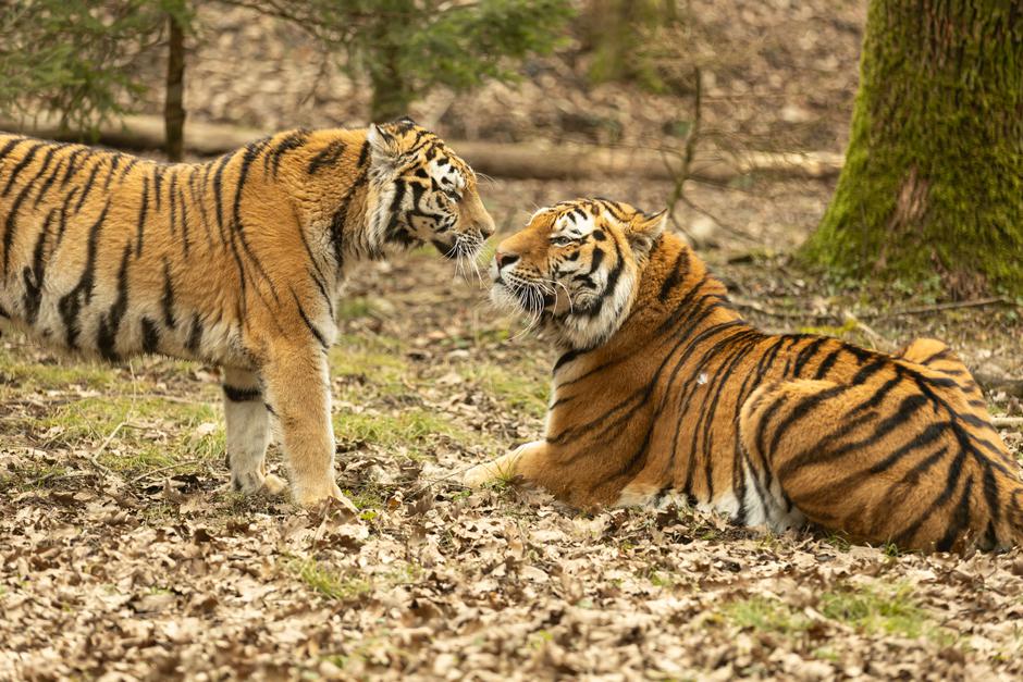 Mladiči sibirskega tigra | Avtor: ZOO Ljubljana