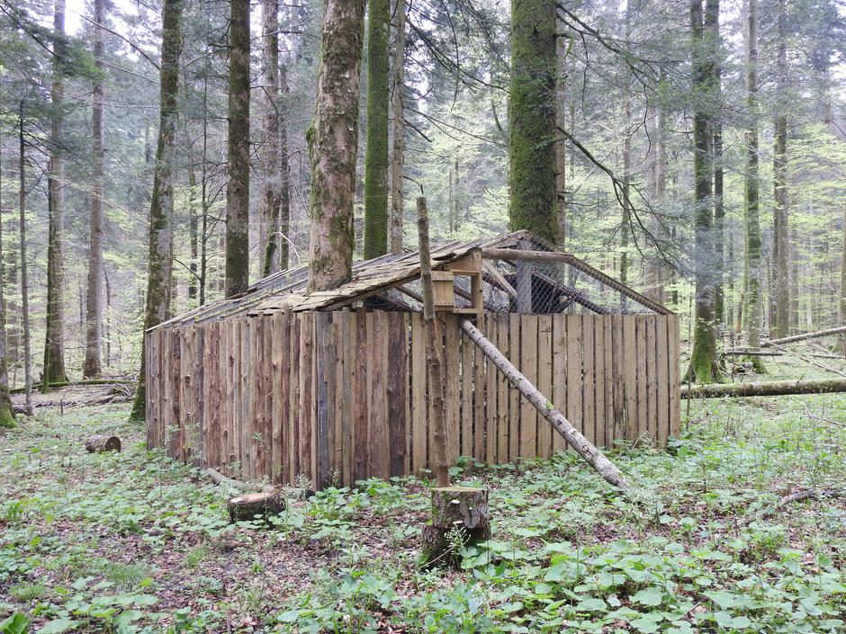 Obora za rise | Avtor: NP Risnjak