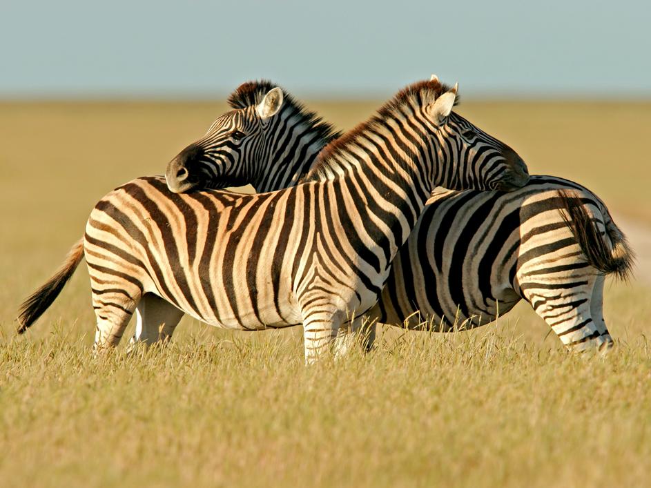 Narodni park Etosha, Namibija
