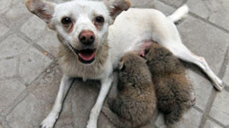 Pandja mladička se ob pasji materi počutita odlično.