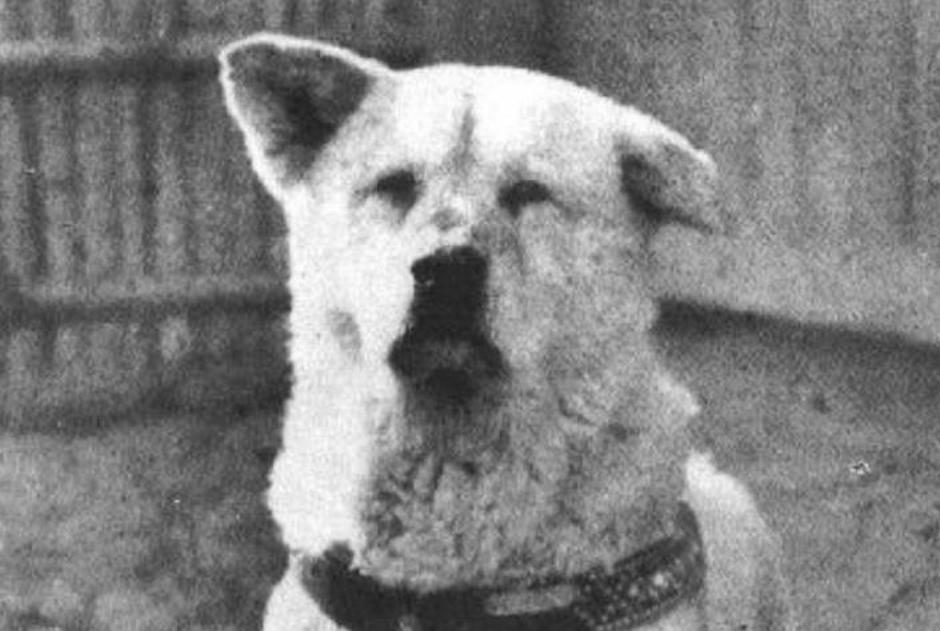 Hachiko  | Avtor: Žurnal24 main