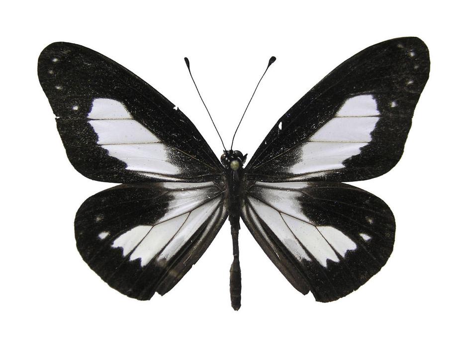 nove vrste, Nova Gvineja, metulj (Ideopsis fojana)