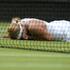 Lisicki Wimbledon tenis OP Anglije grand slam