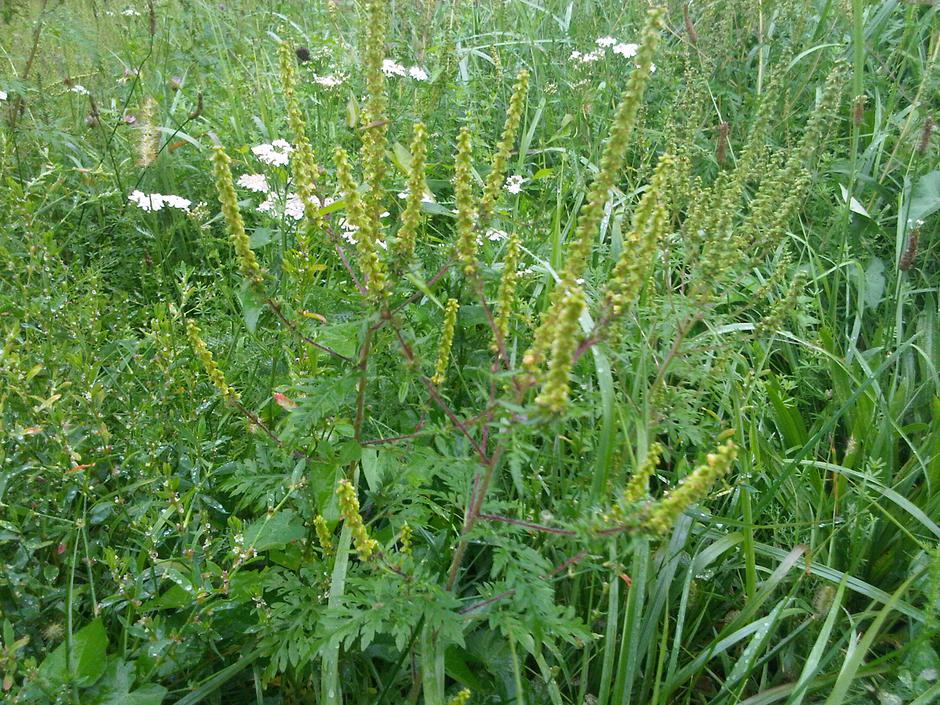 Ambrozija | Avtor: Arhiv: Inšpektorat za kmetijstvo, gozdarstvo, lovstvo in ribištvo