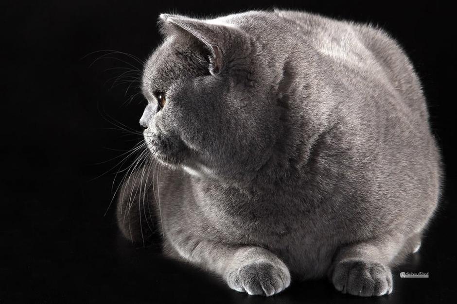 Candyland.si | Avtor: Candyland.si