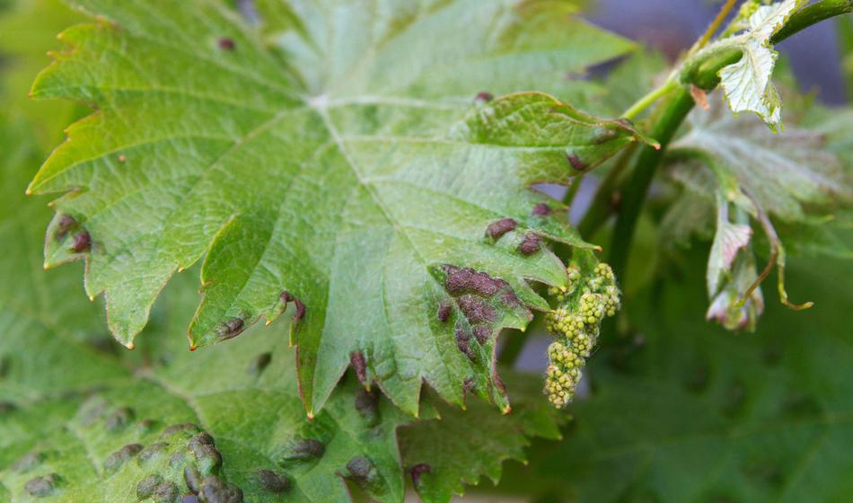 To je krivec za letošnje finančne izgube slovenskih vinarjev