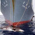 Japonska trdi, da je populacija nekaterih vrst kitov dovolj velika za komercialn