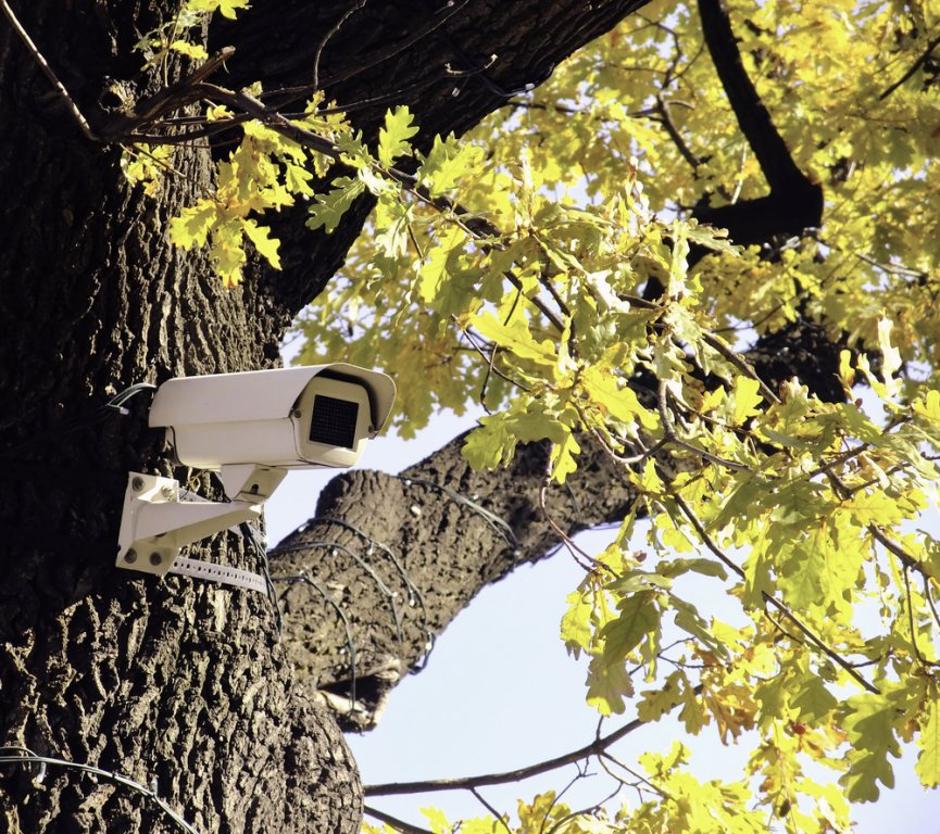 videokamera na drevesu | Avtor: Shutterstock