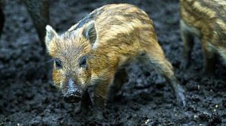 Ko se bodo skotili mladički, bo gledalcev "prašičje televizije" verjetno še več.