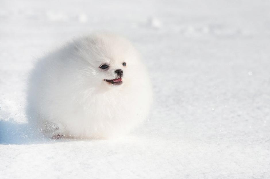 POMDELUXE | Avtor: POMDELUXE, Ksenija Mikor