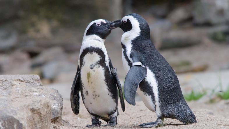 pingvina