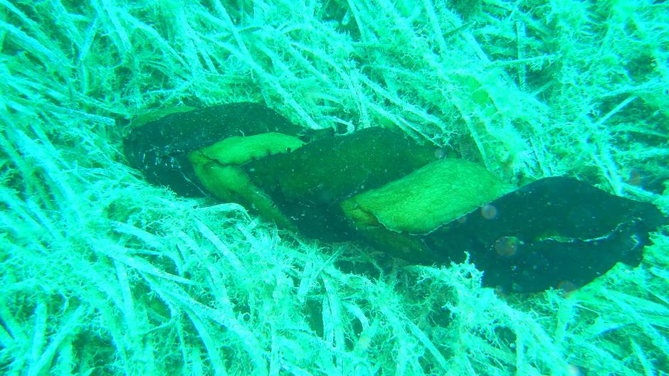 Dalmacija, morski polži | Avtor: Facebook, Ivica Žižak