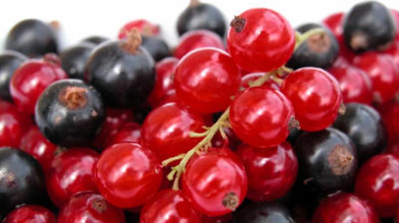 Sezona ribeza je tu, izkoristite jo!