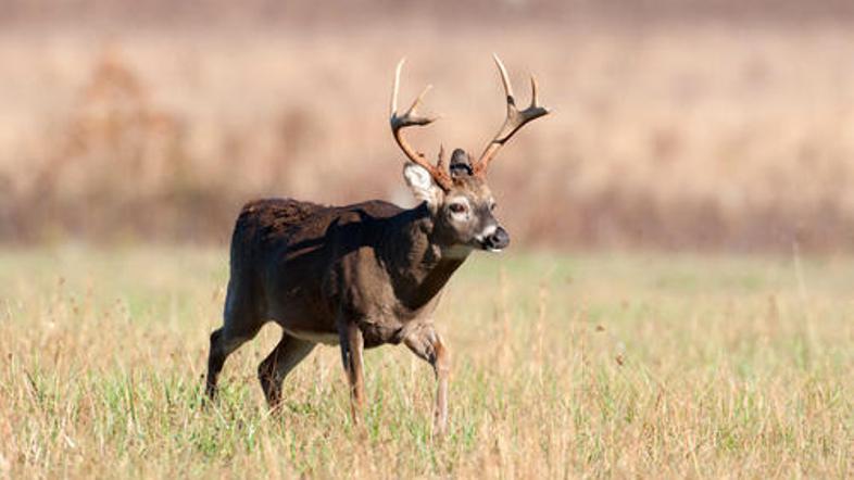 (Foto: Shutterstock)