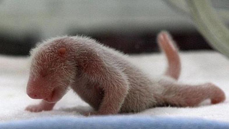 Osupljiv uspeh - v štirinajstih urah so se skotile tri pande!