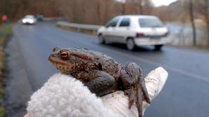 Žaba na cesti