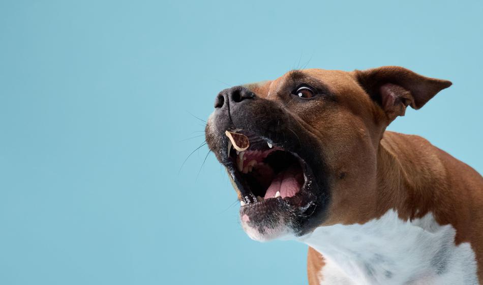 Pes ga je mesaril, rešil pa mimoidoči s pomočjo kladiva