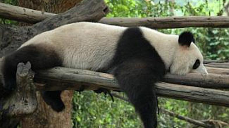 Raje lenarijo kot seksajo ...