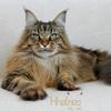 Maine coon