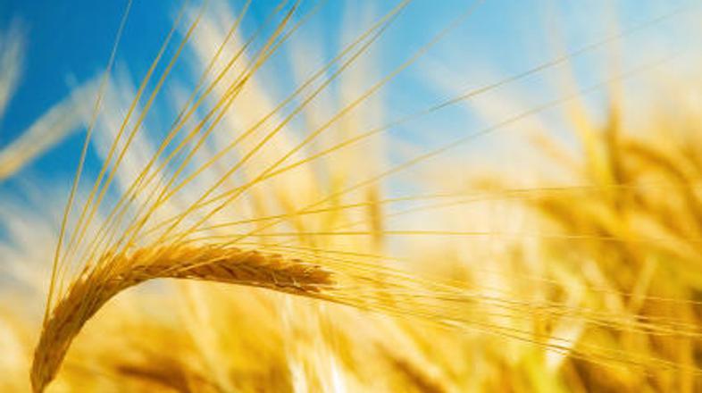 Ječmen, ki bo osnova vesoljskemu pivu, je zrastel na mednarodni vesoljski postaj