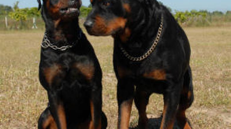 Psa sta prestrašila prebivalce Medloga.