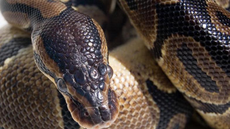 Udav ponavadi zraste do treh metrov.  (Foto: Shutterstock)