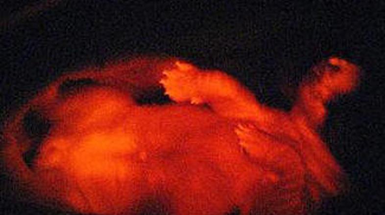 Ruppy pod ultravijolično svetlobo