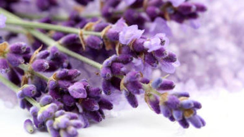 Komarji sivke ne marajo!