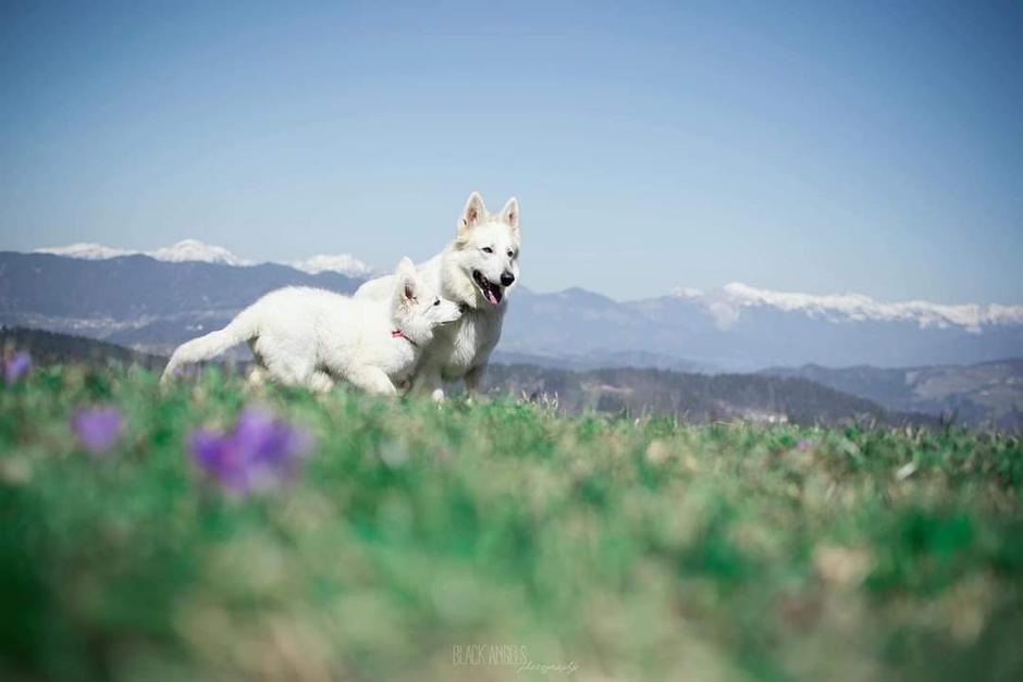 Beli švicarski ovčar | Avtor: Damjana Jugovic Božnar
