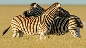 Narodni park Etosha, Namibija