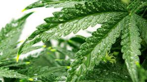 Tobak in marihuana sta približno enako škodljiva.