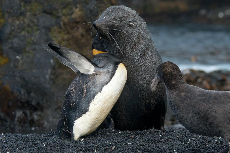 Tjulenj in pingvin