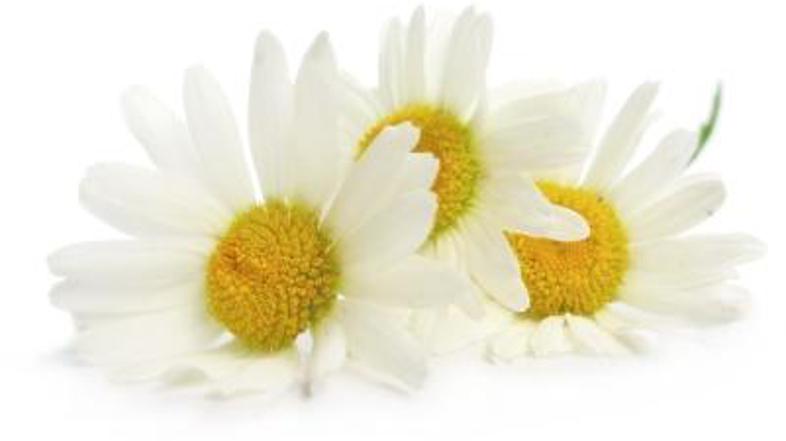 Za vsako bolezen ena rož'ca raste ...