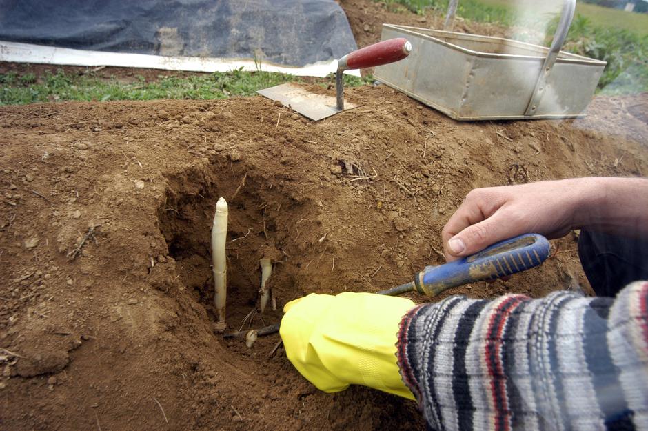 Šparglji | Avtor: Profimedia