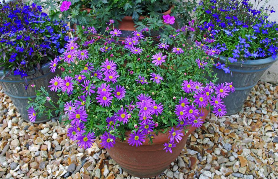 Brahikoma | Avtor: Profimedia