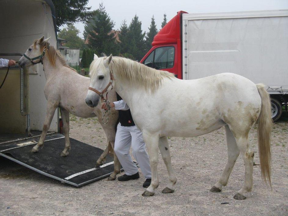 Kobili zapuščata kliniko 