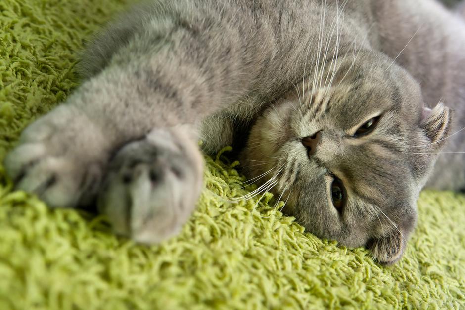 mačka | Avtor: Shutterstock