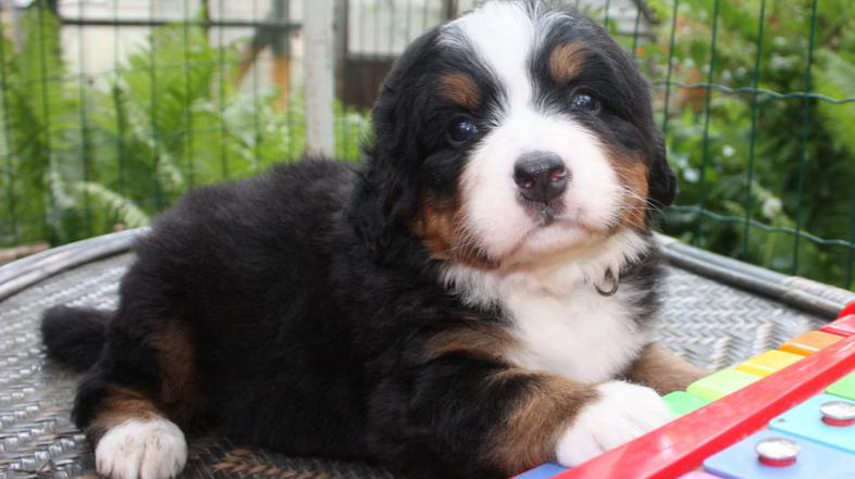 Bernski planšarski pes