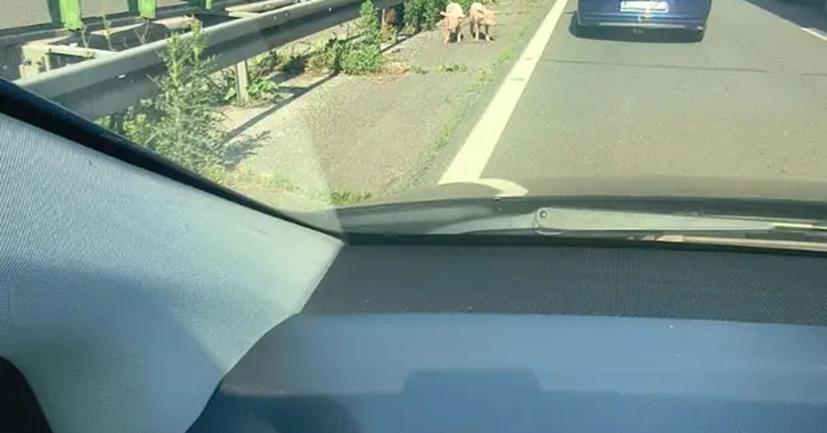 Kaos na cesti: Prašiči zašli na avtocesto, nastajajo zastoji