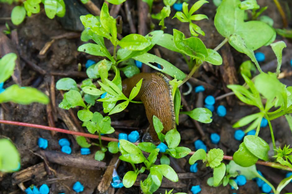 polži | Avtor: Profimedia