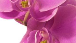 Zelo malo cvetov se lahko primerja z lepoto cvetov orhideje. Vrsta Phalenopsis j