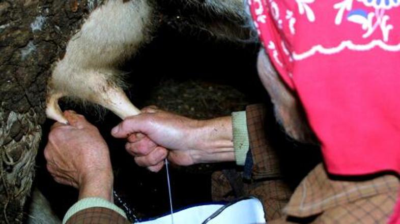 Lani so kmetje namolzli manj mleka kot leta 2005, manjše pa je bilo tudi število