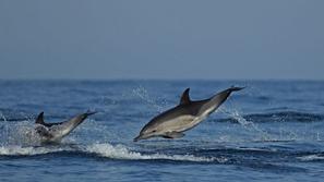 Navadni delfin, Delphinus delphis