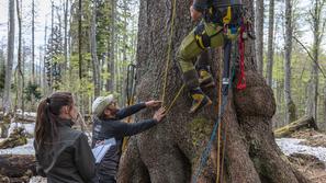 Bohinjska kraljica smreka