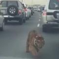 Tiger na cesti